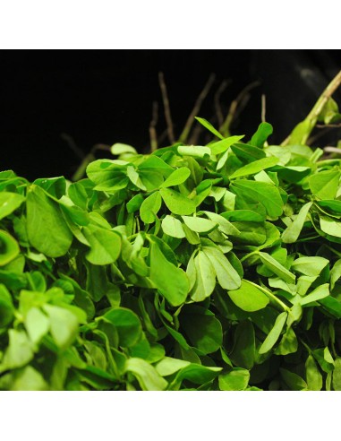 Polvere di Fieno Greco 100 g