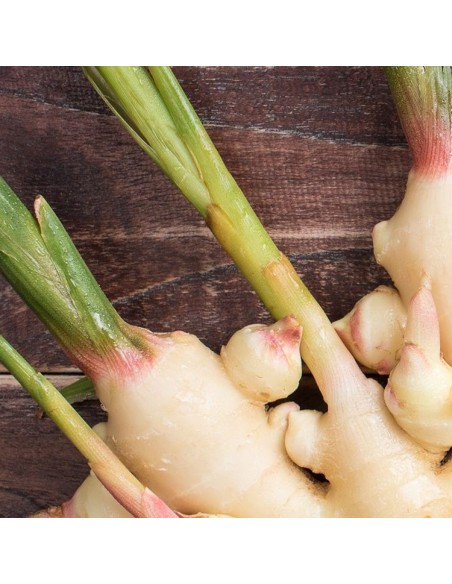 Polvere di Zenzero 100 g