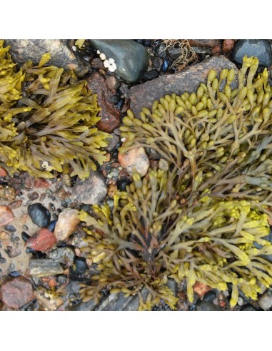 Polvere di Fucus 100 g