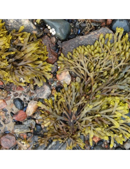 Polvere di Fucus 100 g