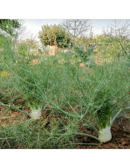 Polvere di Finocchio 100 g