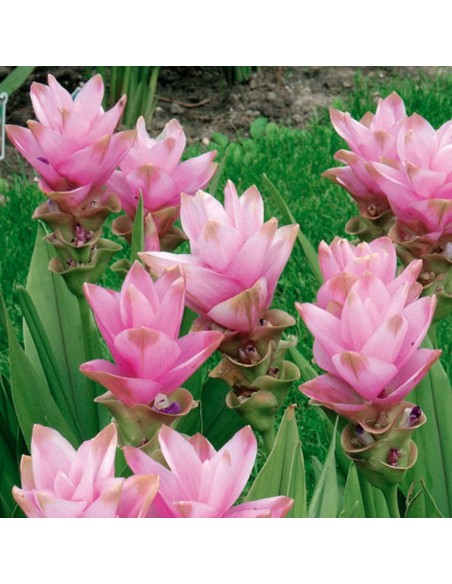 Polvere Curcuma 100 g