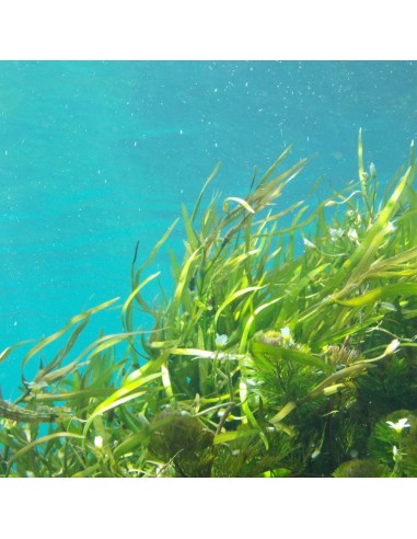 Polvere di Spirulina 100 g