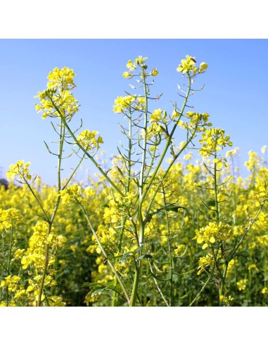 Polvere di Senape 100 g