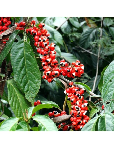 Polvere di Guaranà 100 g