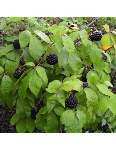 Eleuterococco per la Memoria