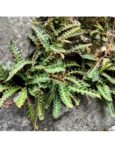 Polvere di Spaccapietra 100 g