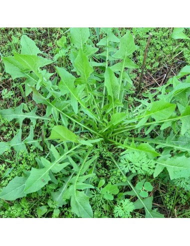 Polvere di Inulina Pura 100 g