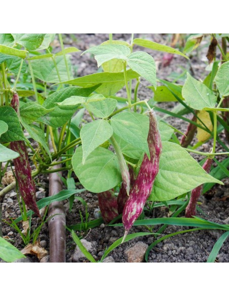 Polvere di Fagiolo 100 g