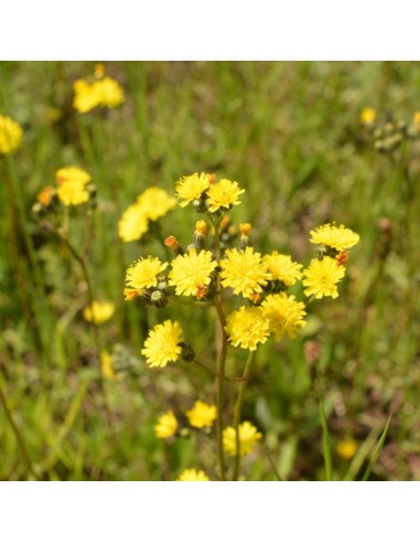Tisana Pilosella Sommità 100g