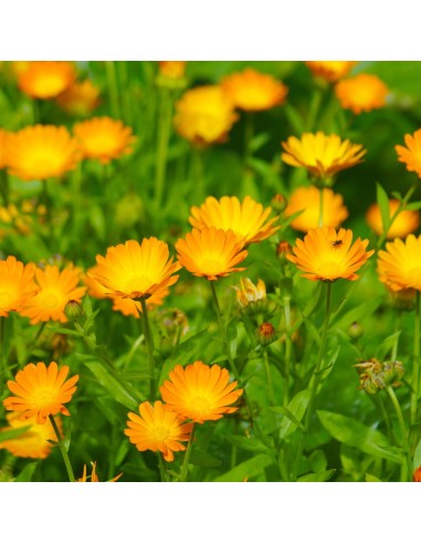 Tisana Calendula Fiori 100g