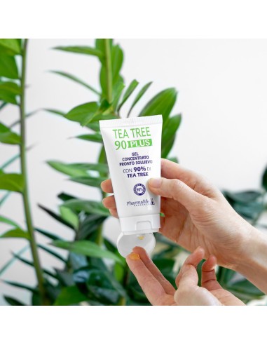 tea tree per pizzichi