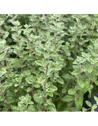 Tisana Origano Foglie 100g