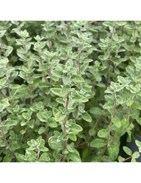 Tisana Origano Foglie 100g