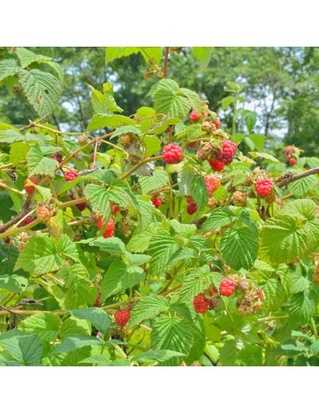 Tisana Lampone Foglie 100g