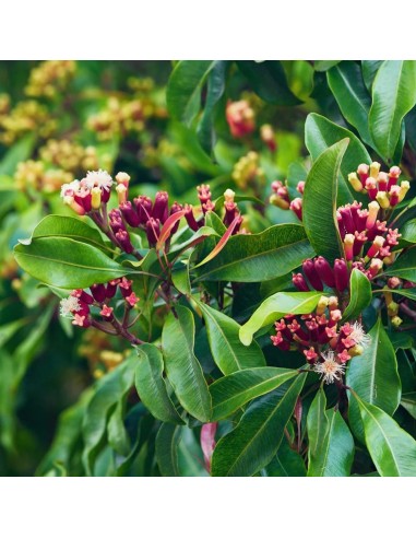 Tisana Garofano Chiodi 100g