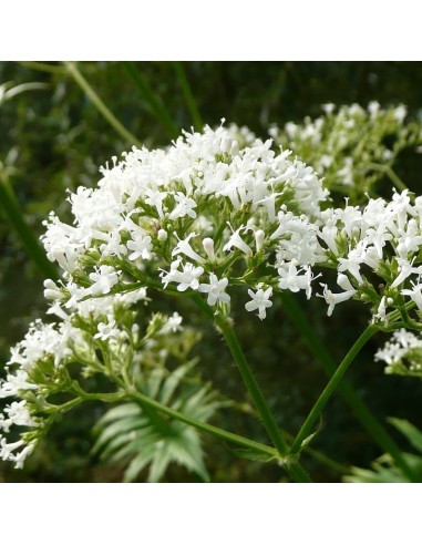 Tisana Valeriana Radice 100g