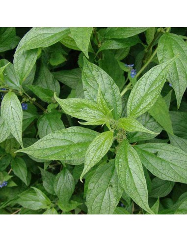 Tisana Parietaria Erba 100g