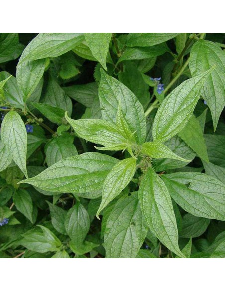 Tisana Parietaria Erba 100g