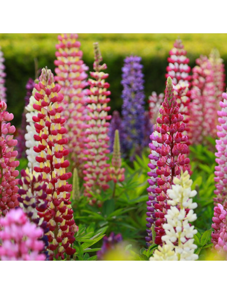 Polvere di Lupino 100 g