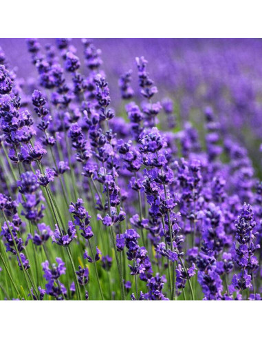 Tisana Lavanda Fiori 100 g