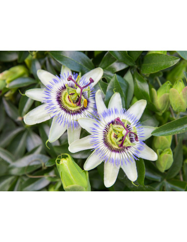 Tisana Passiflora Sommità 100 g