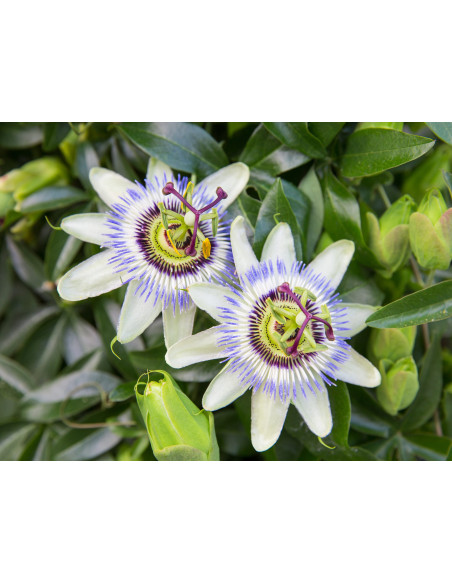 Tisana Passiflora Sommità 100 g