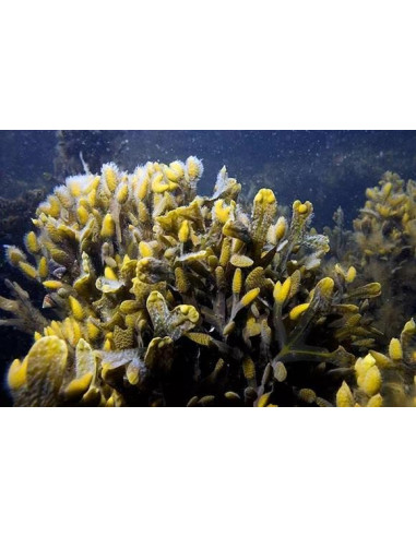 Tisana Fucus Tallo 100 g