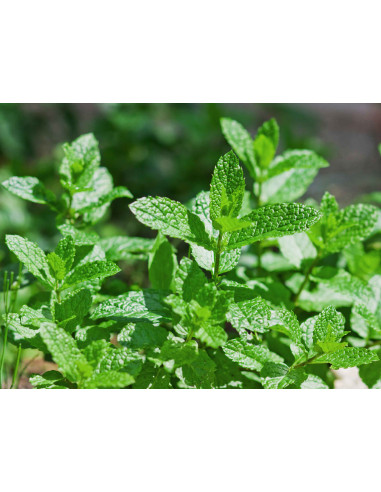 Tisana Menta Piperita 100 g