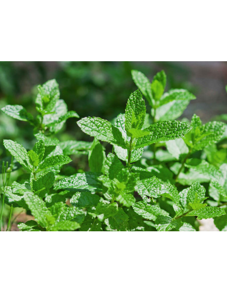 Tisana Menta Piperita 100 g